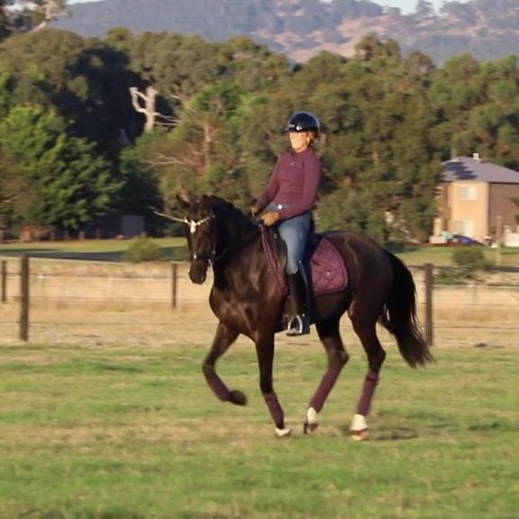 Plum dressage