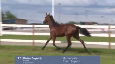 # 15 - Divine Superb
