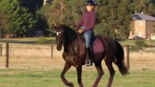 Plum dressage